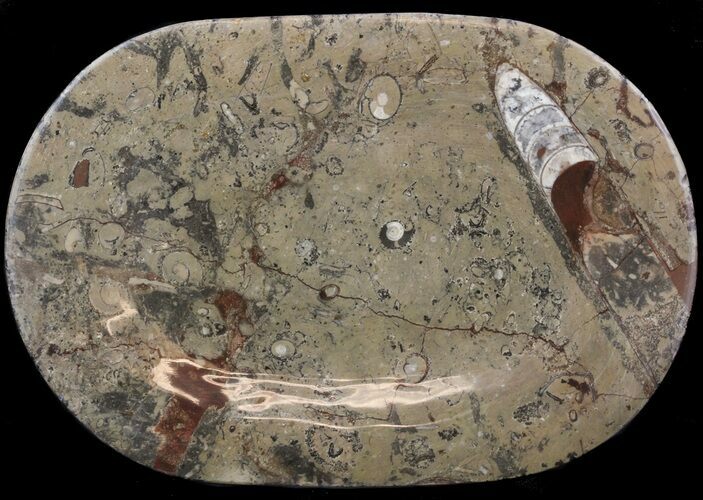 Fossil Orthoceras & Goniatite Plate - Stoneware #51419